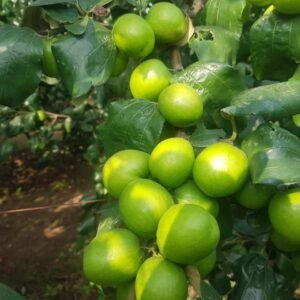 Guava