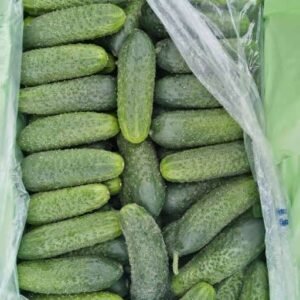 Cucumba
