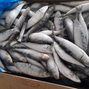 Fish